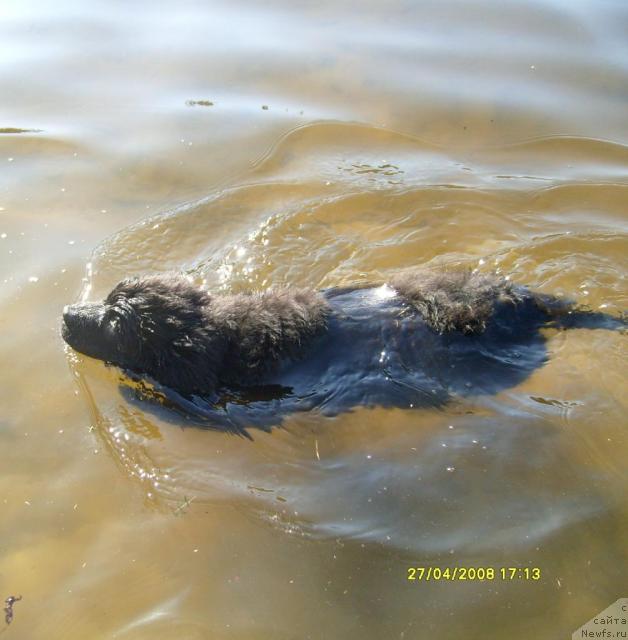 Фото: ньюфаундленд Kassi CHaming (Касси Чаминг)