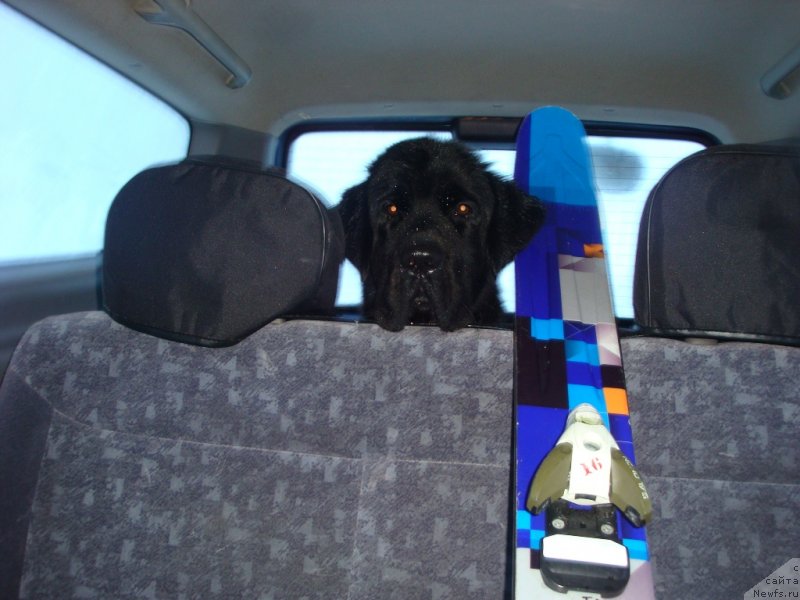 Фото: ньюфаундленд Piternyuf Nota Bene (Питерньюф Нота Бене)