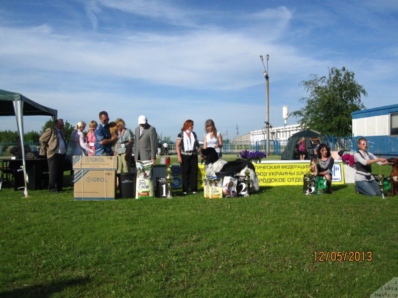 Фото: ньюфаундленд Plyushevaya Panda Stil'-Sankt-Peterburga (Плюшевая Панда Стиль-Санкт-Петербурга)