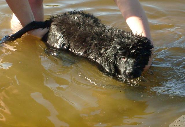 Фото: ньюфаундленд Konni Flayfi (Конни Флайфи)