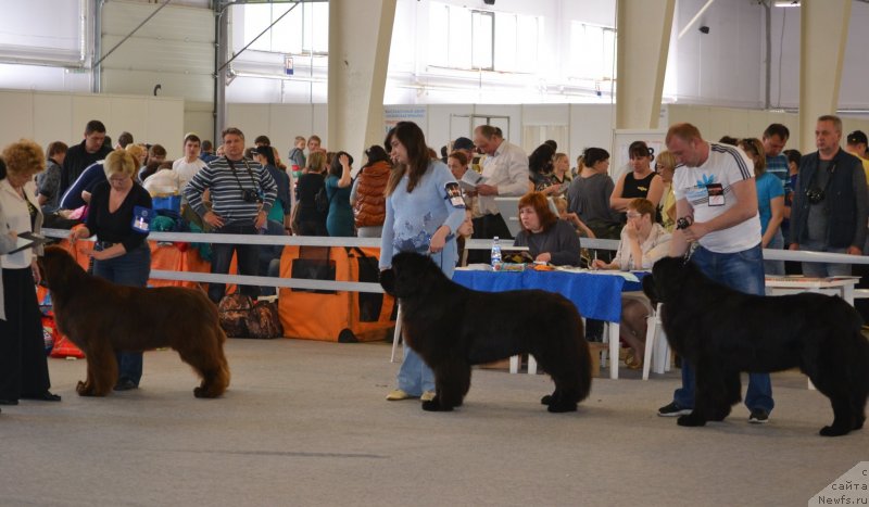 Фото: ньюфаундленд Toptyijka Don Kihot (Топтыжка Дон Кихот)