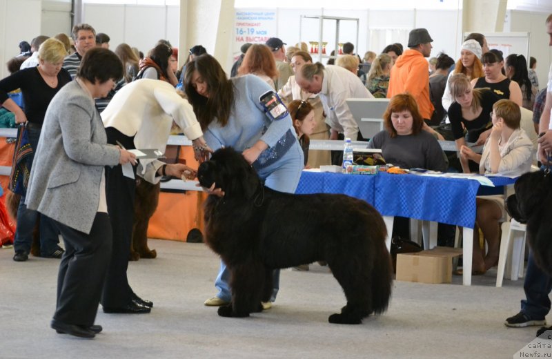 Фото: ньюфаундленд Toptyijka Don Kihot (Топтыжка Дон Кихот)