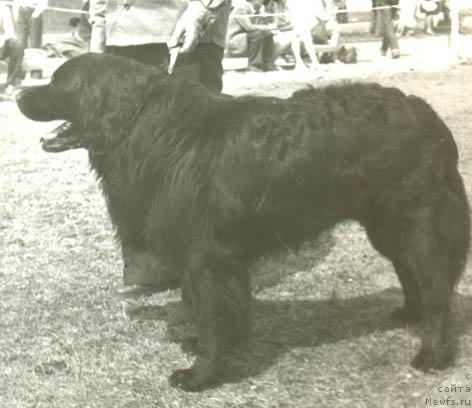 Фото: ньюфаундленд Viking (Викинг)