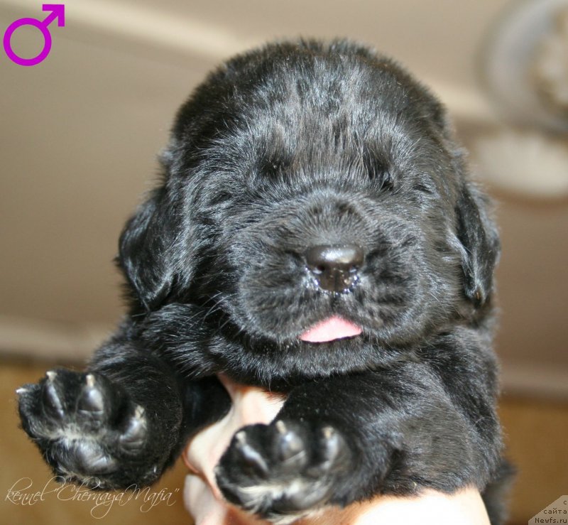 Фотография № 125012