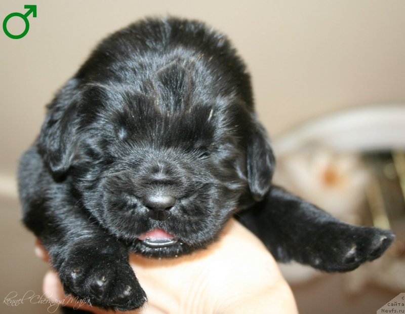 Фотография № 125017