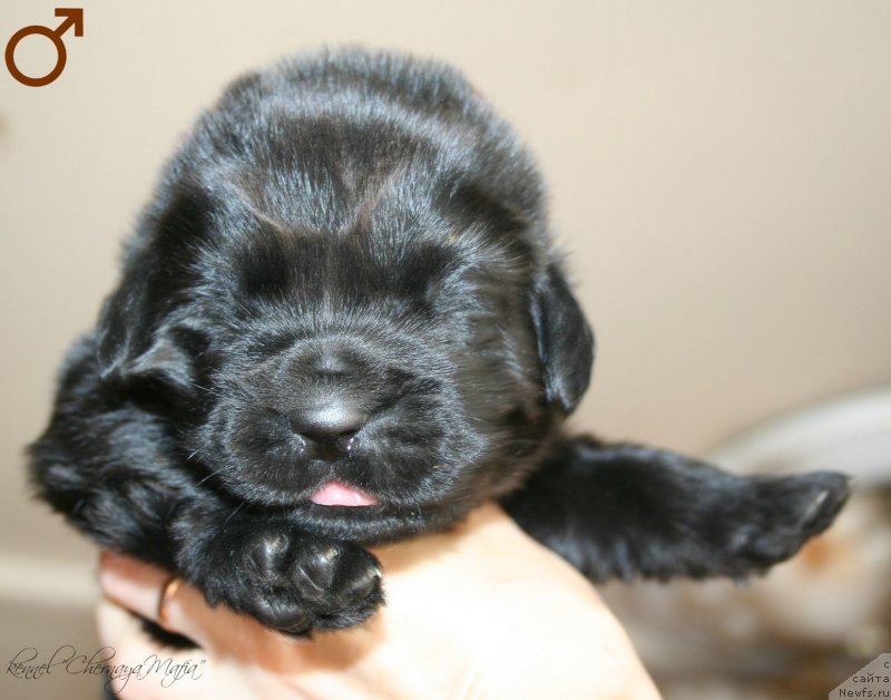 Фотография № 125019