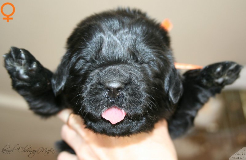 Фотография № 125023