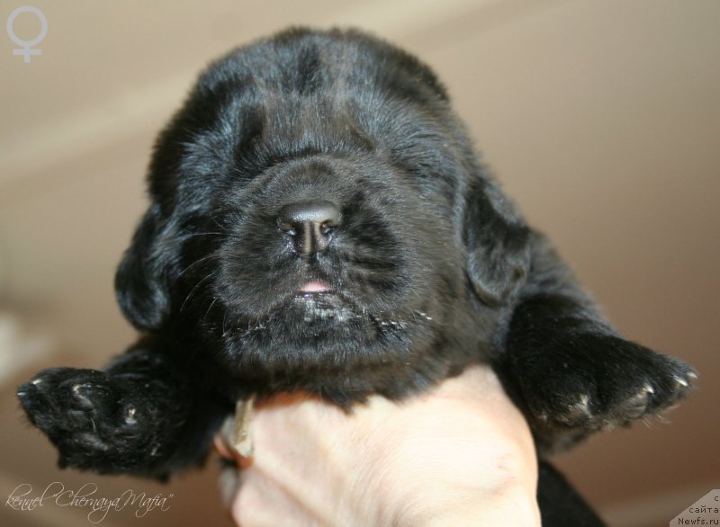 Фото: ньюфаундленд Chernaya Mafia Maybe She Will (Черная Мафия Маубе Ше Вилл)
