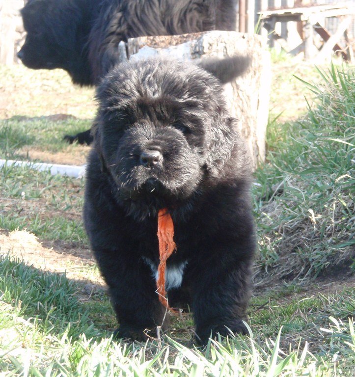 Фото: ньюфаундленд Byentli dlya N'yufort (Бэнтли для Ньюфорт)