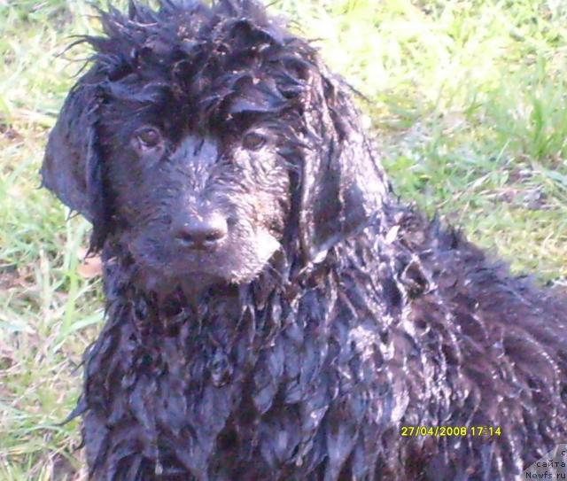 Фото: Конни флайфи