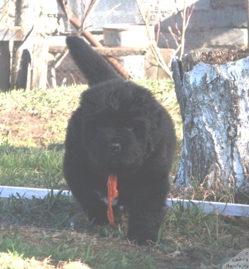 Фото: ньюфаундленд Byentli dlya N'yufort (Бэнтли для Ньюфорт)