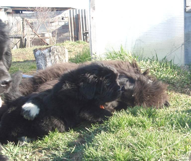 Фото: ньюфаундленд Byentli dlya N'yufort (Бэнтли для Ньюфорт)