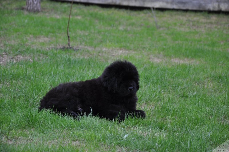 Фото: ньюфаундленд Ih Visochestvo Gloria Airis (Их Высочество Глория Айрис)