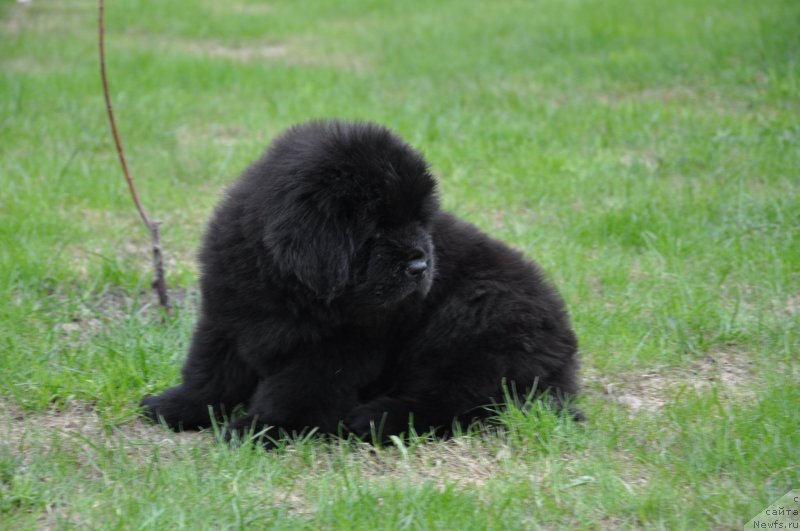Фото: ньюфаундленд Ih Visochestvo Gloria Airis (Их Высочество Глория Айрис)