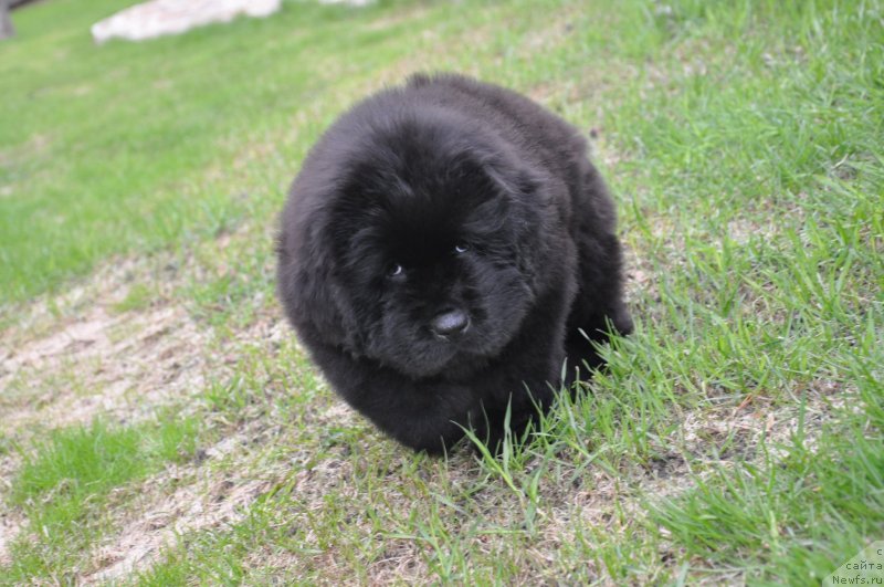 Фото: ньюфаундленд Ih Visochestvo Gloria Airis (Их Высочество Глория Айрис)