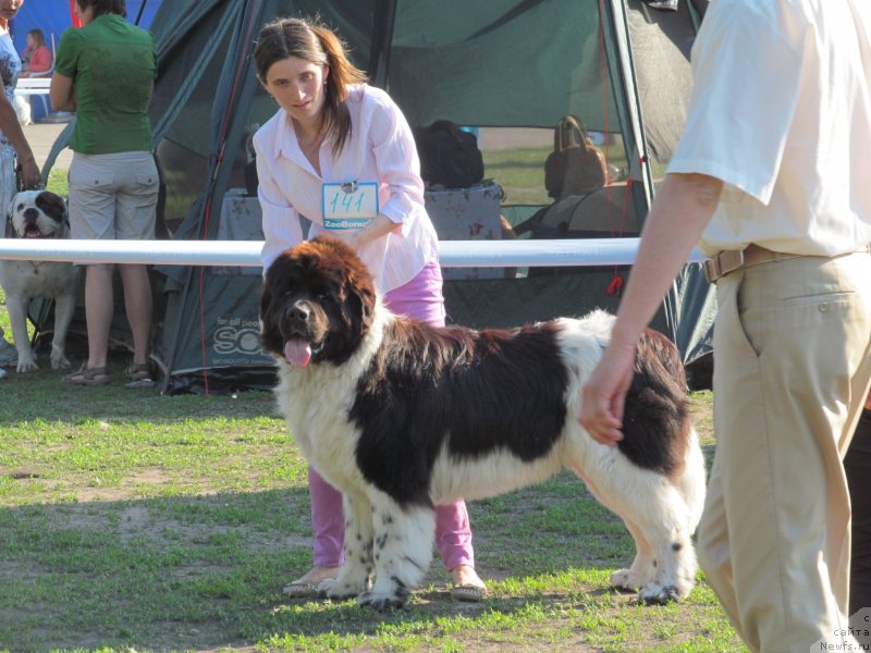 Фото: ньюфаундленд Clyde Winner Of The Ring Aqua Pearl