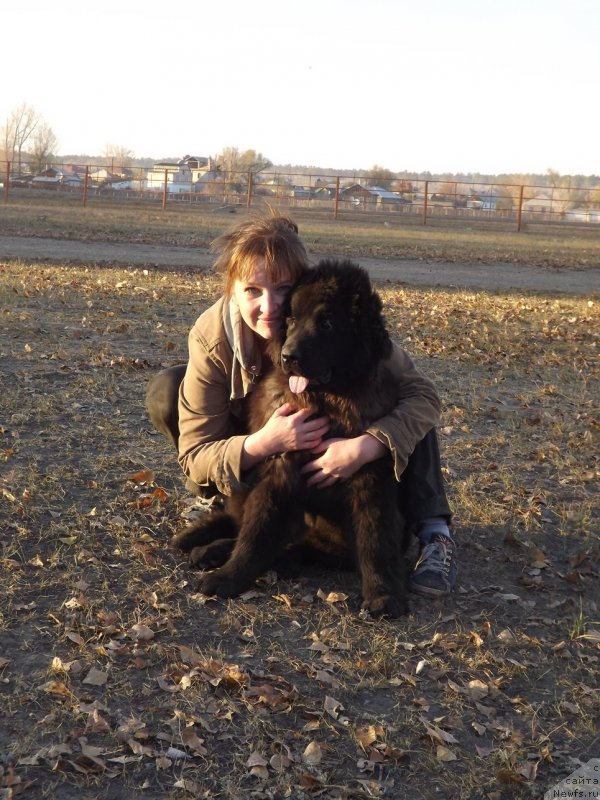 Фото: Irina Pavlova (Ирина Павлова), ньюфаундленд Bi Perfekt Arabella (Би Перфект Арабелла)