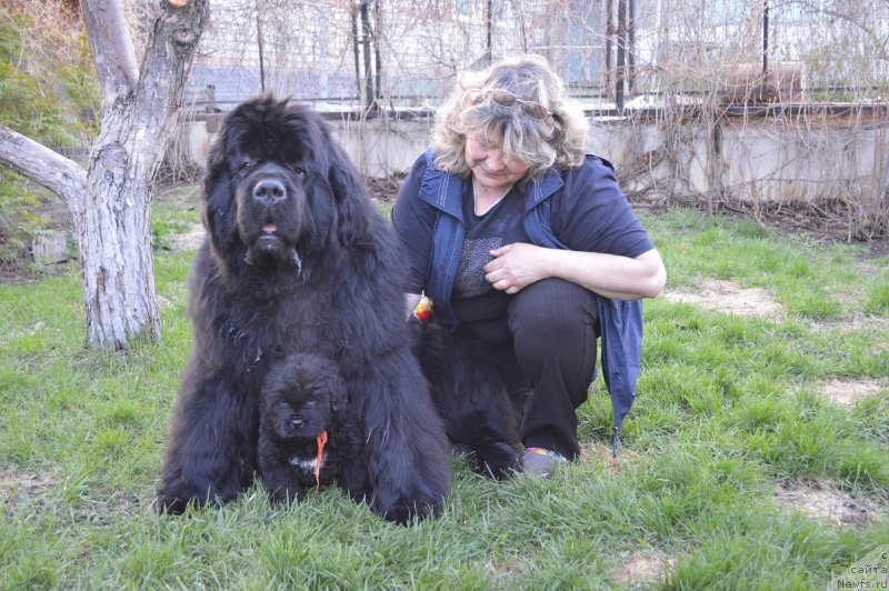 Фото: ньюфаундленд King of Helluland I'm Precious, Irina Panyushkina (Ирина Панюшкина)