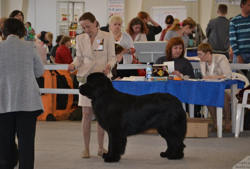 Фото: ньюфаундленд Toptyzhka Geroy Nashego Vremeni (Топтыжка Герой Нашего Времени)