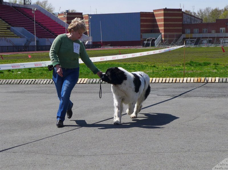 Фото: ньюфаундленд Mag Ispolin Moda Maksi (Маг Исполин Мода Макси), Elena Gorbunova (Елена Горбунова)