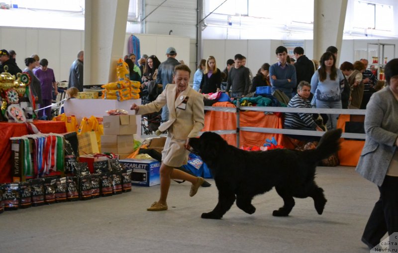 Фото: ньюфаундленд Toptyzhka Geroy Nashego Vremeni (Топтыжка Герой Нашего Времени)