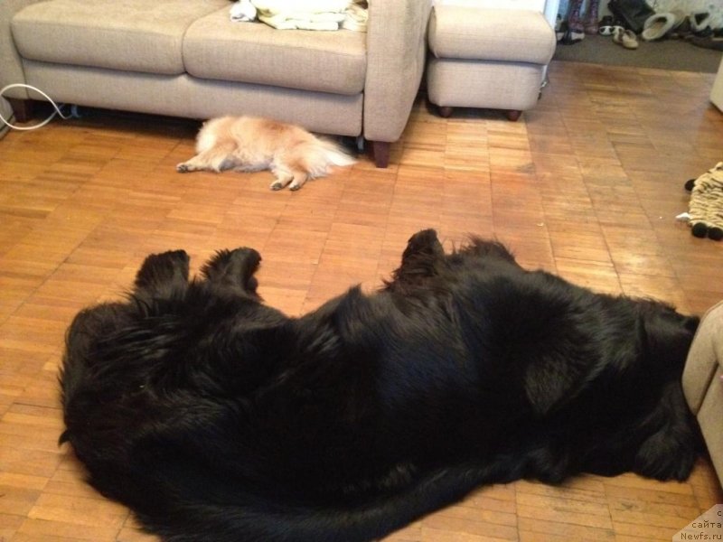 Фото: ньюфаундленд Restayling From SHipmyen (Рестайлинг Фром Шипмэн), Нафик