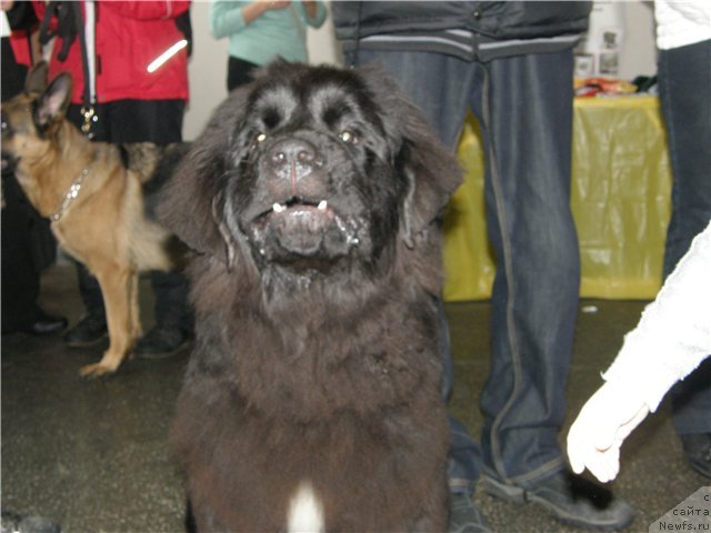 Фото: ньюфаундленд Akvian Song Insayd Mi Vord (Аквиан Сонг Инсайд Ми Ворд)