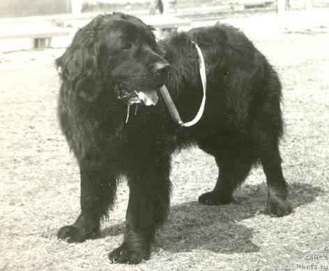 Фото: ньюфаундленд Lark YAnda (Ларк Янда)