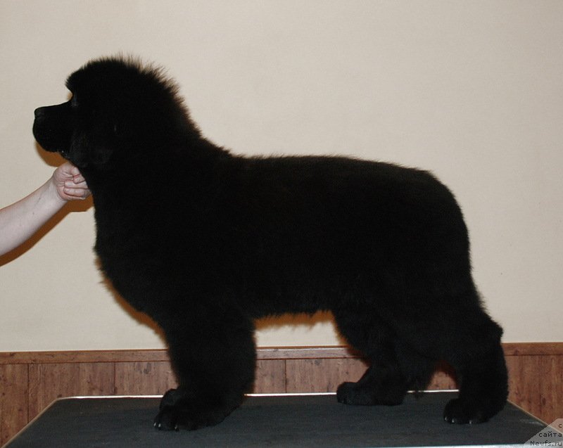 Фото: ньюфаундленд Belkonder-Club Dostuchat'sya Do Nebes (Белкондер-Клаб Достучаться До Небес)