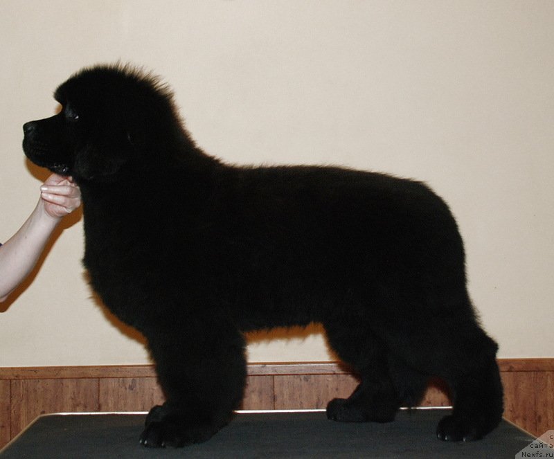 Фото: ньюфаундленд Belkonder-Club Dostuchat'sya Do Nebes (Белкондер-Клаб Достучаться До Небес)