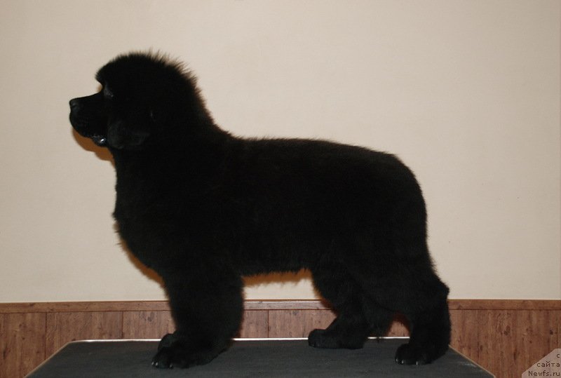 Фото: ньюфаундленд Belkonder-Club Dostuchat'sya Do Nebes (Белкондер-Клаб Достучаться До Небес)