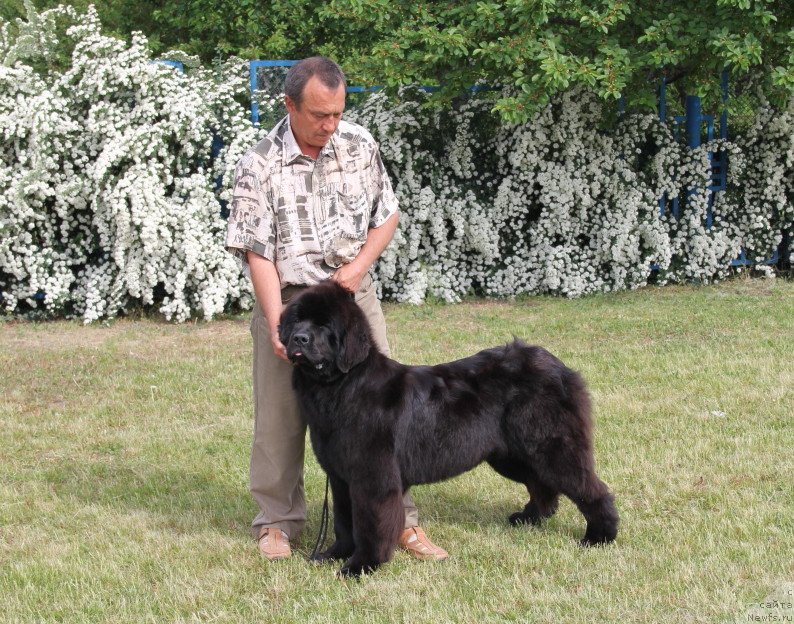 Фото: ньюфаундленд Allegro Con Brio Dinastiya Soverchenstva (Аллегро Кон Брио Династия Совершенства)
