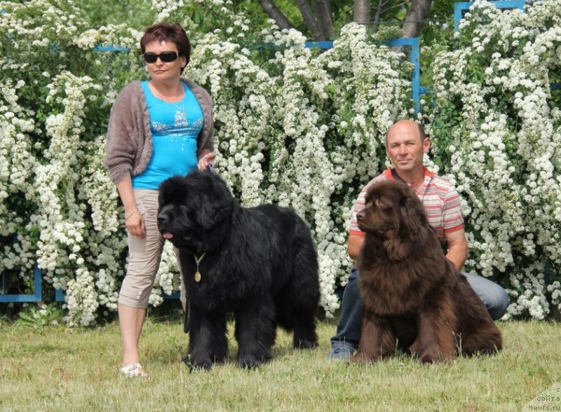 Фото: ньюфаундленд Kipr Kara Deniz (Кипр Кара Дениз), ньюфаундленд Alisa Sozvezdie Istini