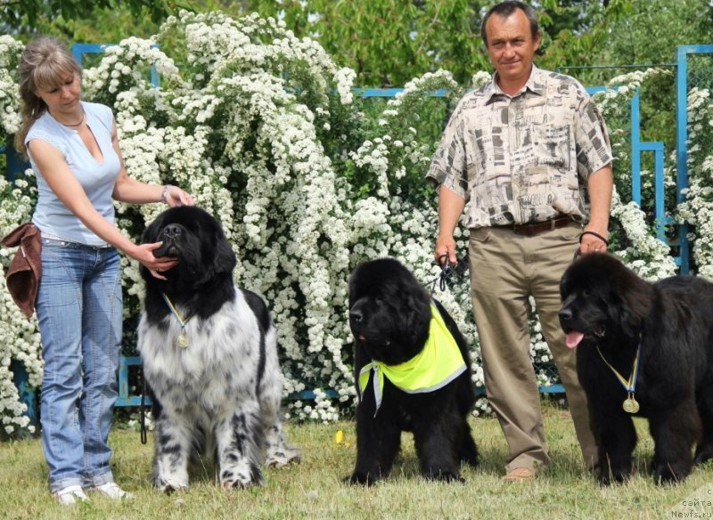 Фото: ньюфаундленд Plyushevaya Panda Stil'-Sankt-Peterburga (Плюшевая Панда Стиль-Санкт-Петербурга), ньюфаундленд Beguschaya po Volnam Hasta la Vista (Бегущая по Волнам Хаста ла Виста), ньюфаундленд Allegro Con Brio Dinastiya Soverchenstva (Аллегро Кон Брио Династия Совершенства)