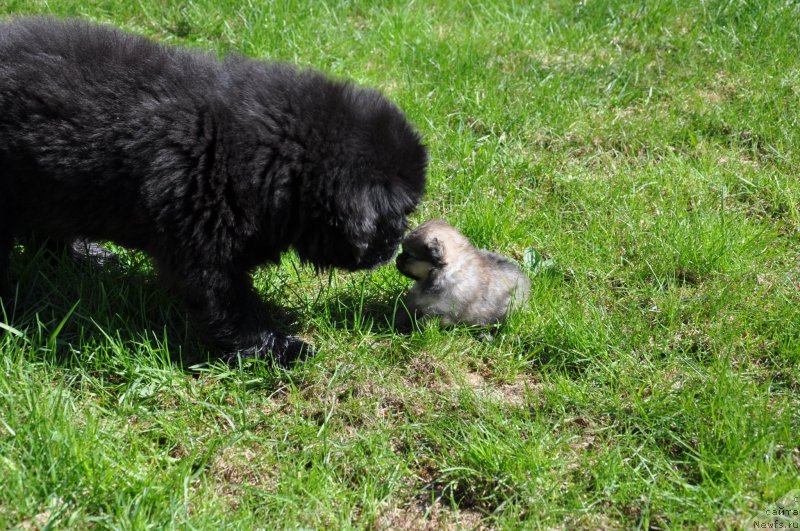 Фото: Сын [d10022] - Ньюфорт Шон Волмари Триумф