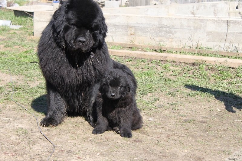Фото: ньюфаундленд Matvey s Berega Dona (Матвей с Берега Дона)