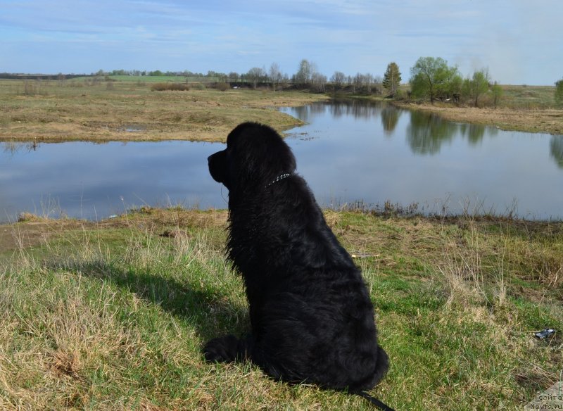 Фото: ньюфаундленд Zerro (Зерро)