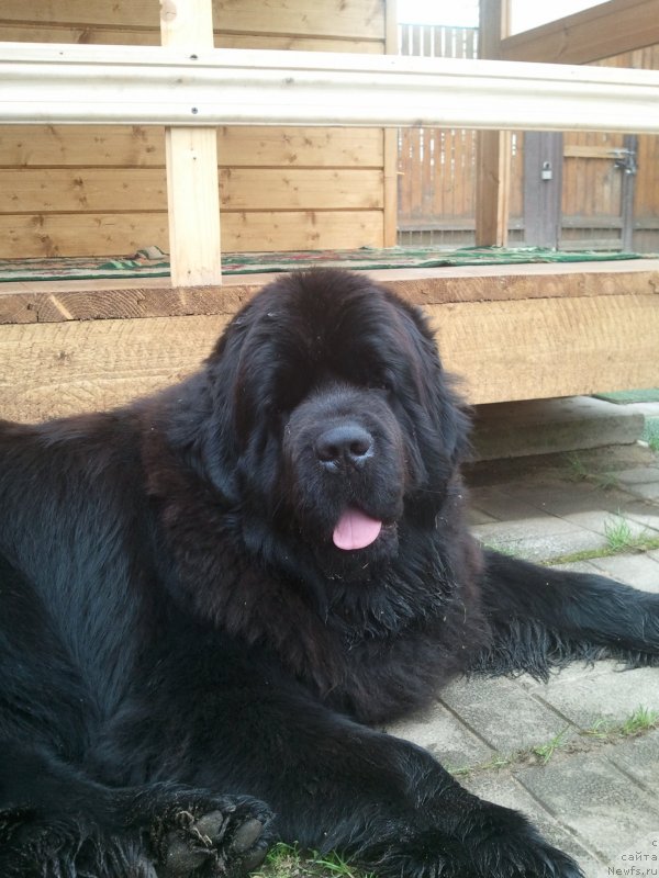 Фото: ньюфаундленд Cristalmar Cadeaux de Noel