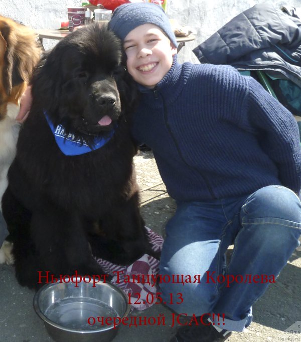 Фото: ньюфаундленд N'yufort Tancuyuschaya Koroleva (Ньюфорт Танцующая Королева)