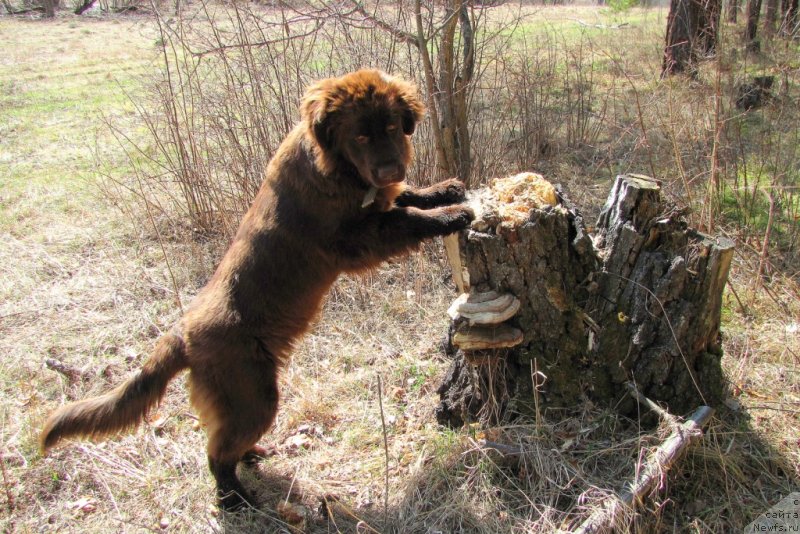 Фото: ньюфаундленд Van Len Taym CHilesta (Ван Лен Тайм Чилеста)