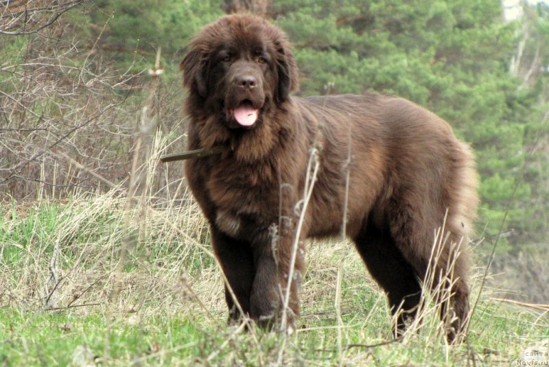 Фото: ньюфаундленд Van Len Taym CHilesta (Ван Лен Тайм Чилеста)