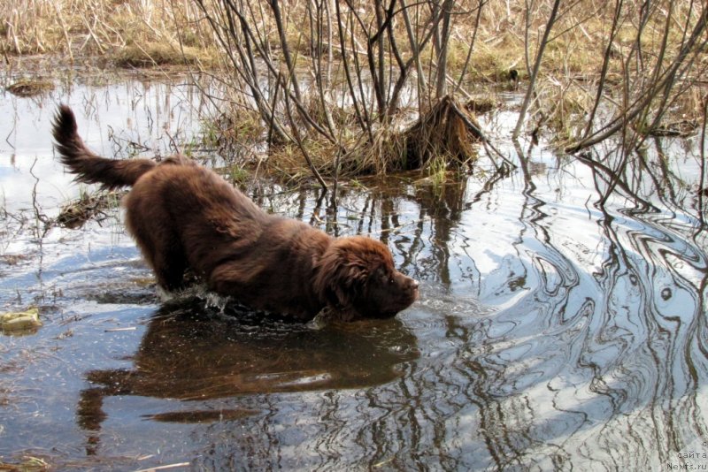 Фото: ньюфаундленд Van Len Taym CHilesta (Ван Лен Тайм Чилеста)