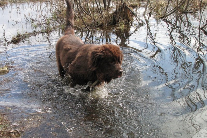Фото: ньюфаундленд Van Len Taym CHilesta (Ван Лен Тайм Чилеста)