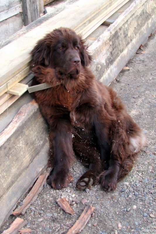 Фото: ньюфаундленд Van Len Taym CHilesta (Ван Лен Тайм Чилеста)