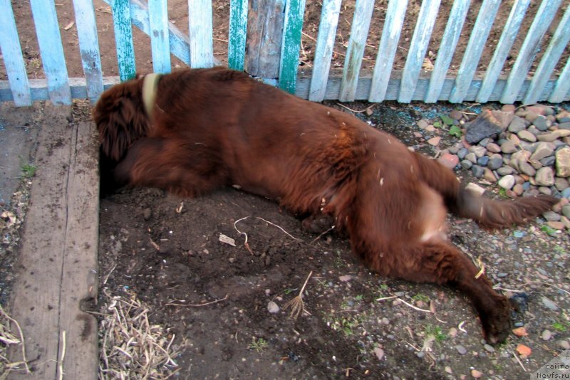 Фото: ньюфаундленд Van Len Taym CHilesta (Ван Лен Тайм Чилеста)