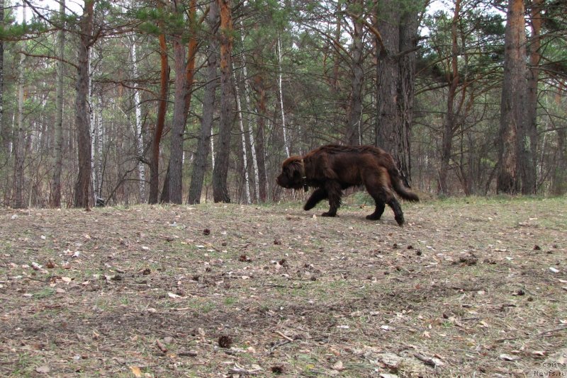 Фото: ньюфаундленд Van Len Taym CHilesta (Ван Лен Тайм Чилеста)