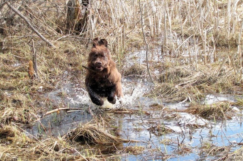 Фото: ньюфаундленд Van Len Taym CHilesta (Ван Лен Тайм Чилеста)