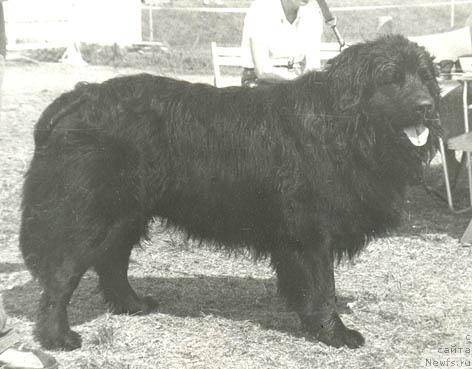 Фото: ньюфаундленд YA YEmir YEl' (Я Эмир Эль)