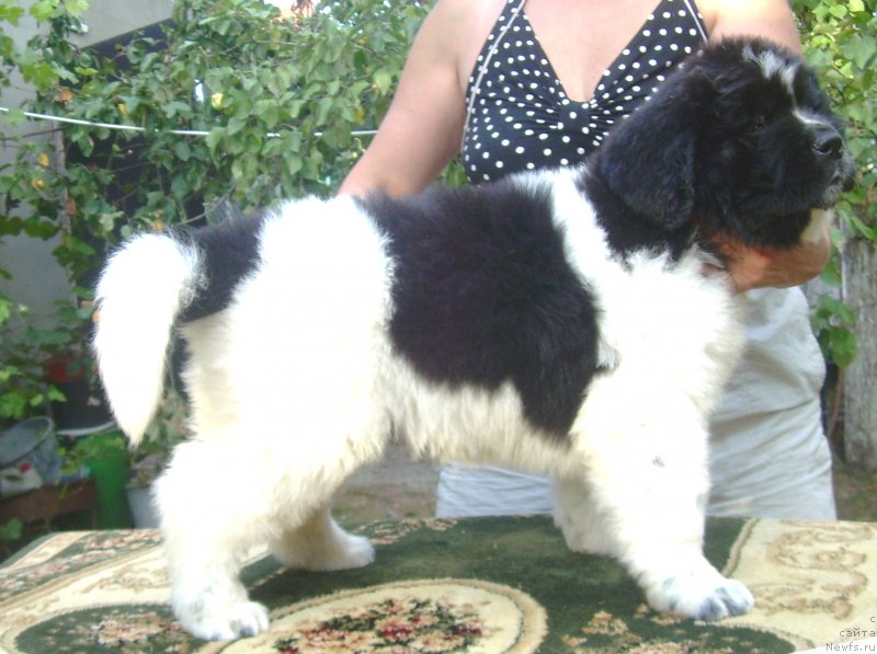 Фото: ньюфаундленд Velyke Malyatko Bystrin' Spivucha (Velyke Malyatko Bystrin' Spivucha)