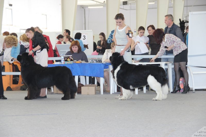 Фото: ньюфаундленд Aquatoriya Kelvin Nobel (Акватория Келвин Нобель)